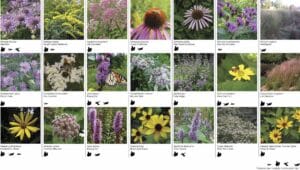 1019 Naval Cemetery N62